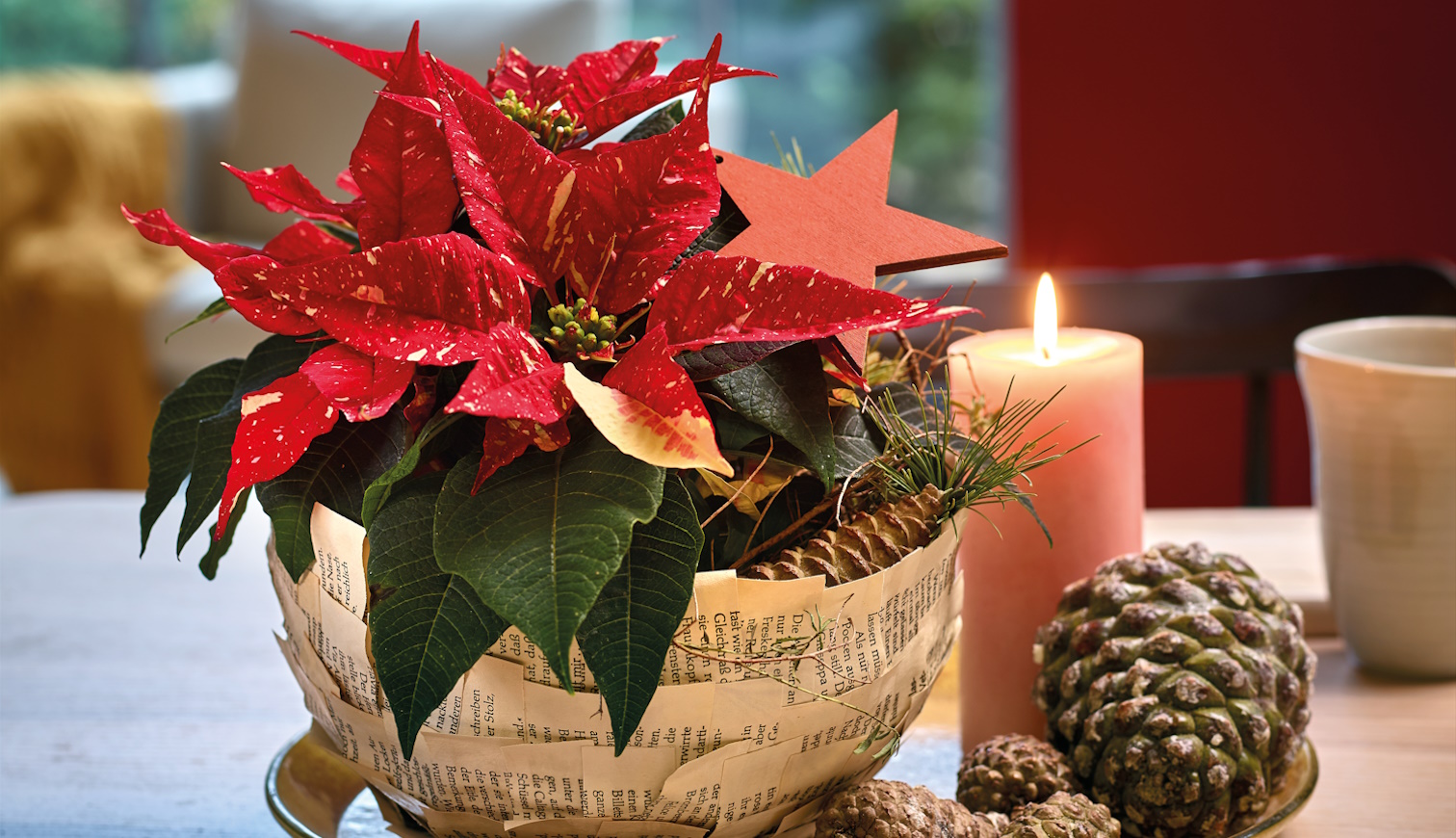 mikulásvirág asztadísz