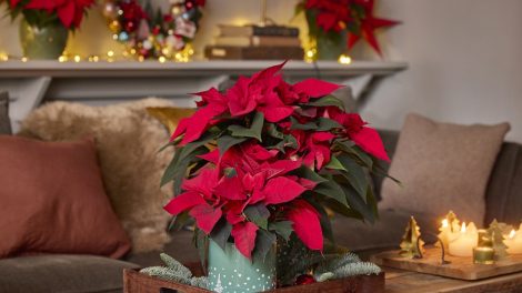 piros mikulásvirág lakásdekorációs ötlet karácsonyra