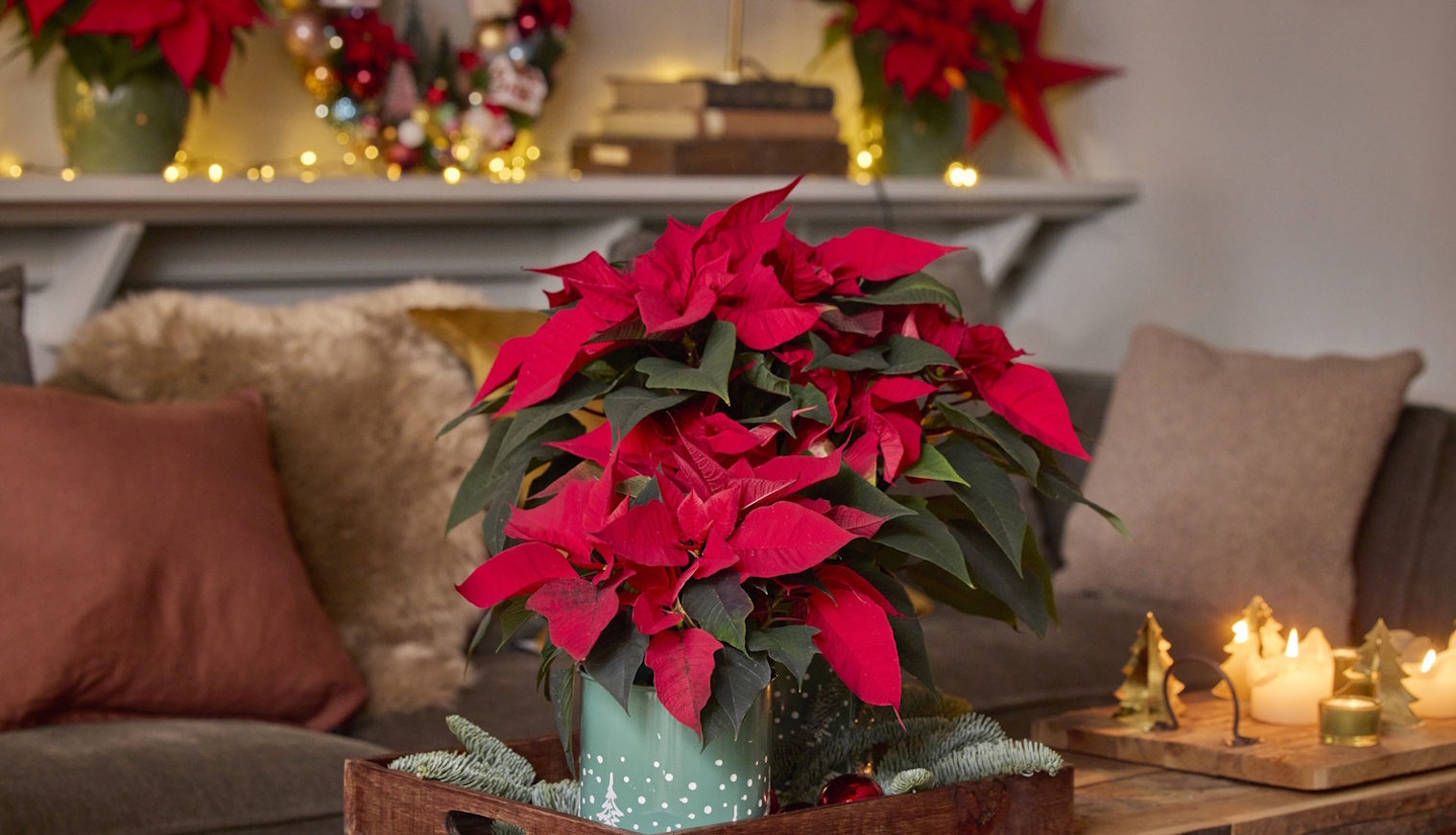 piros mikulásvirág lakásdekorációs ötlet karácsonyra