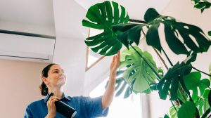 lyukas levelű monsterát párásít egy nő spriccelővel