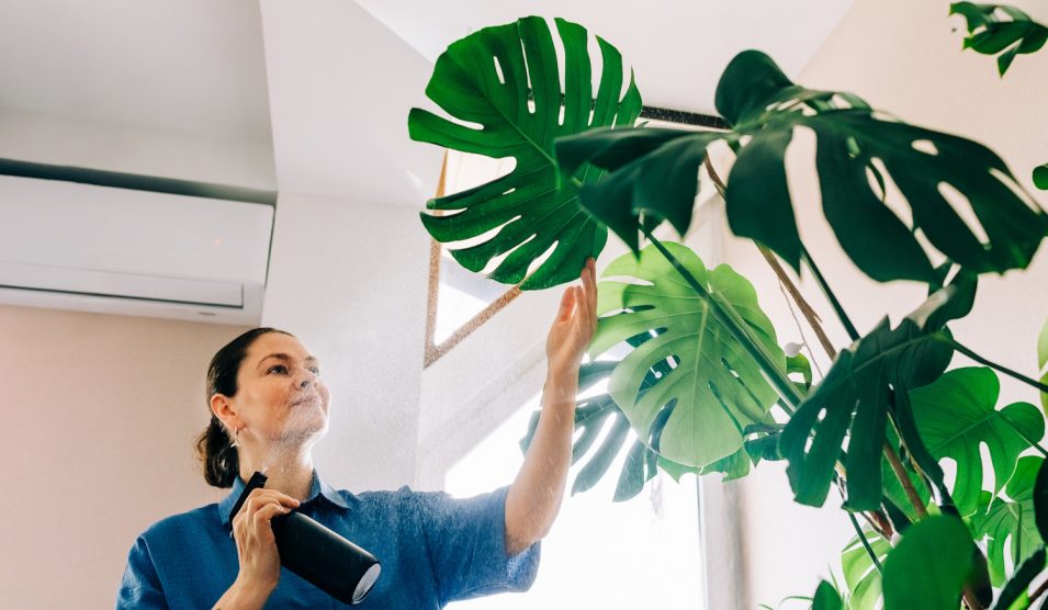 lyukas levelű monsterát párásít egy nő spriccelővel