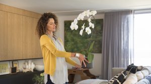 fehér orchidea a nappaliban nő mosolyog