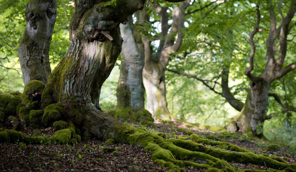 öreg fa gyökerei kilógnak a földből