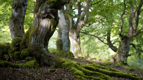 öreg fa gyökerei kilógnak a földből