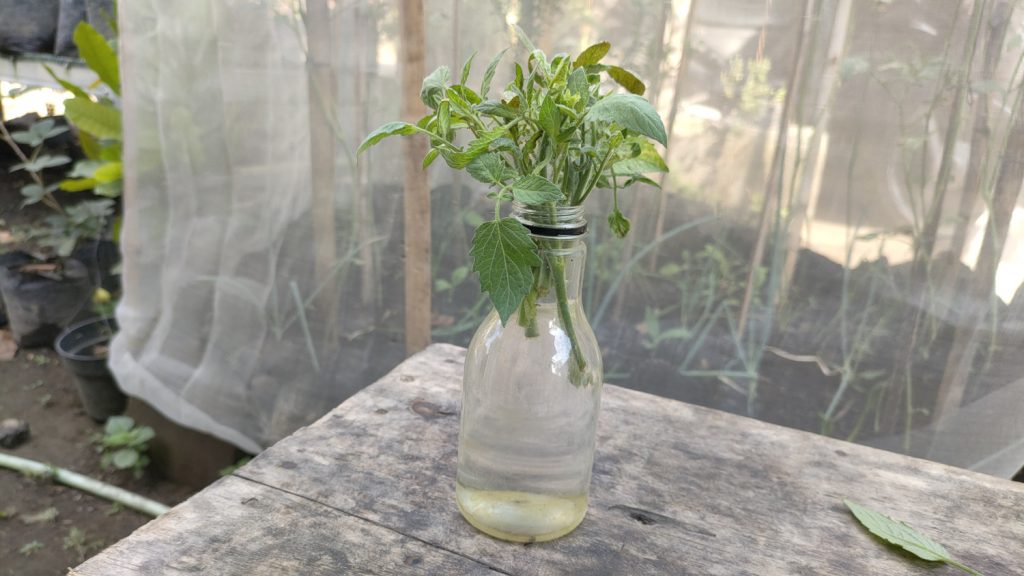 paradicsom dugvány hajtatása vízben