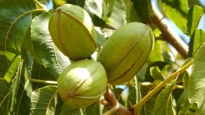 pekándiófa termése magyarországon ületethető dió helyett