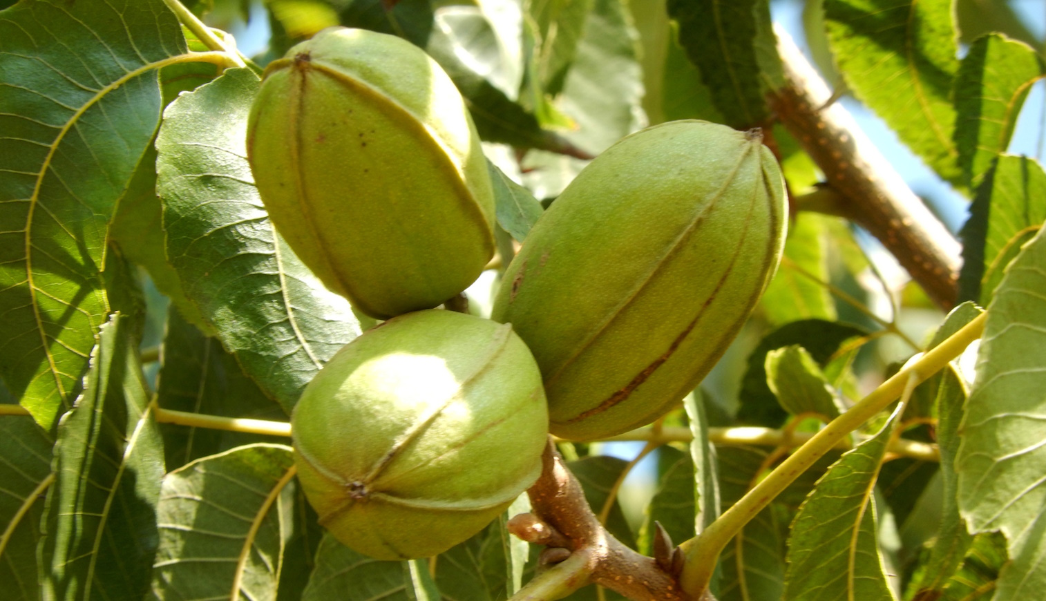 pekándiófa termése magyarországon ületethető dió helyett