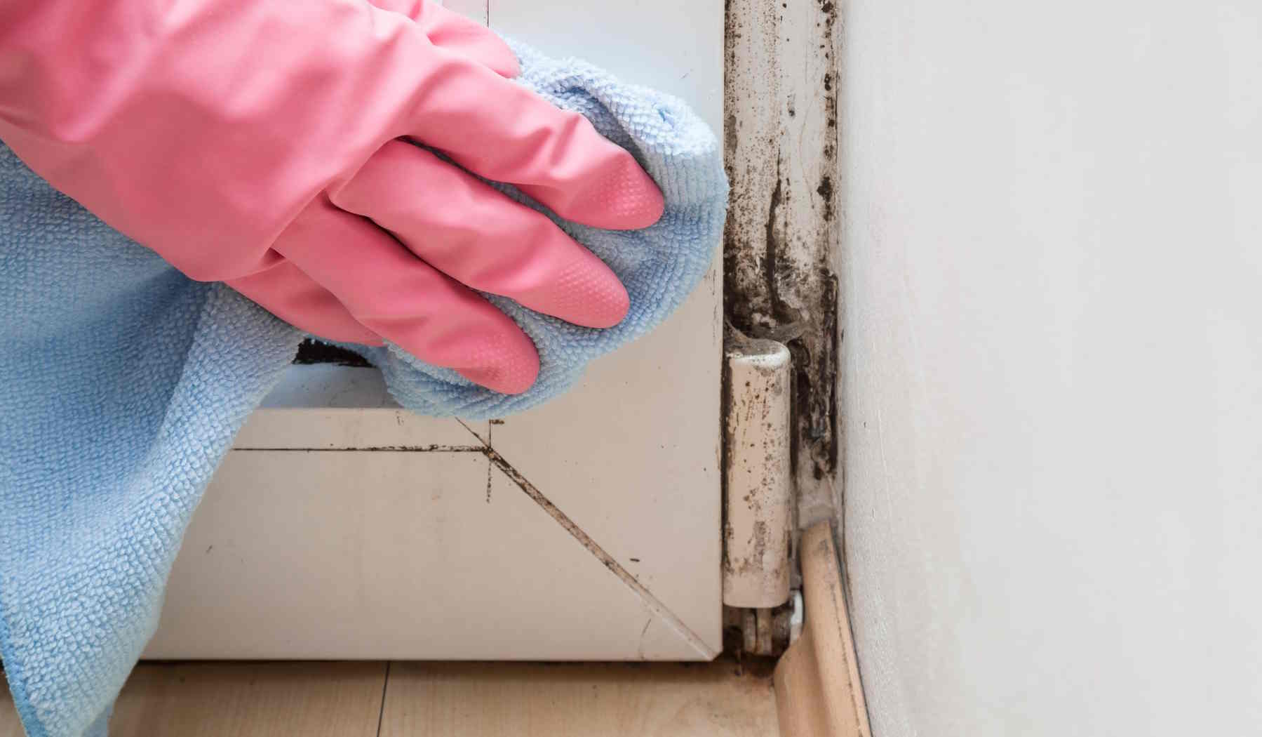 penészes fal az ajtó mellett, nő gumikesztyűben takarítja