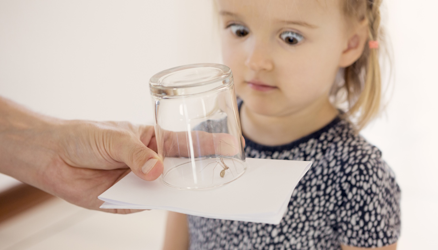 pók otthon természetes pókriasztó kislány fél a póktól