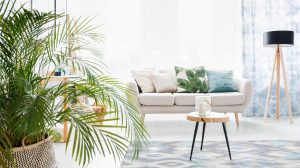 lakás szobanövényekkel