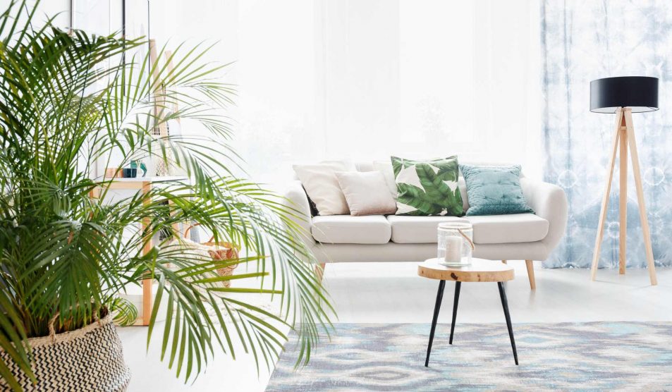 lakás szobanövényekkel