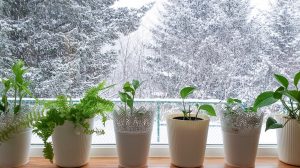 szobanövények téélen a konyhaablakban