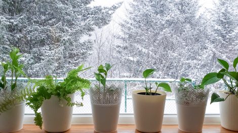 szobanövények téélen a konyhaablakban
