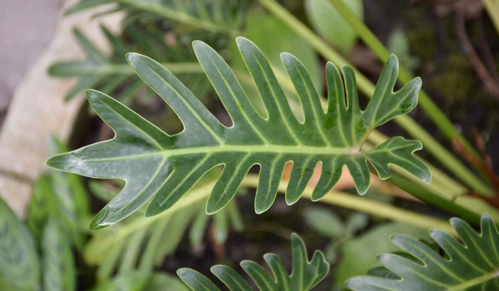 filodendron növény a lakásban