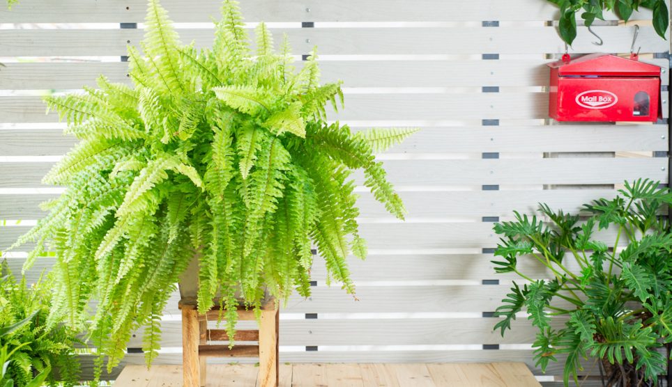 szobapáfrány gondozása télen szobapáfrány otthon