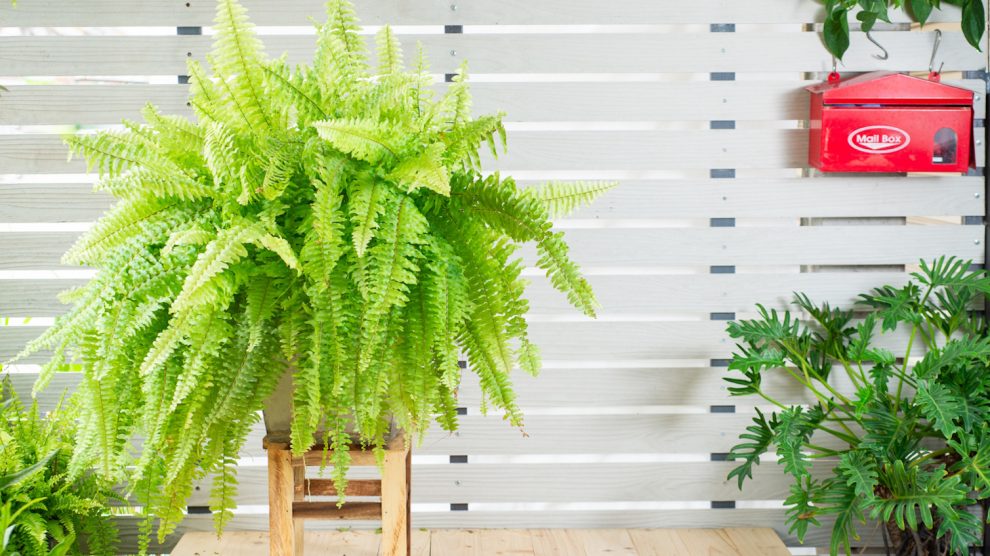 szobapáfrány gondozása télen szobapáfrány otthon