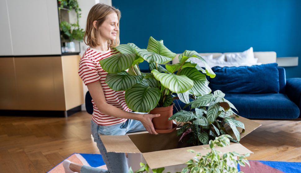 fiatal nő szobanövényeket tesz a helyére