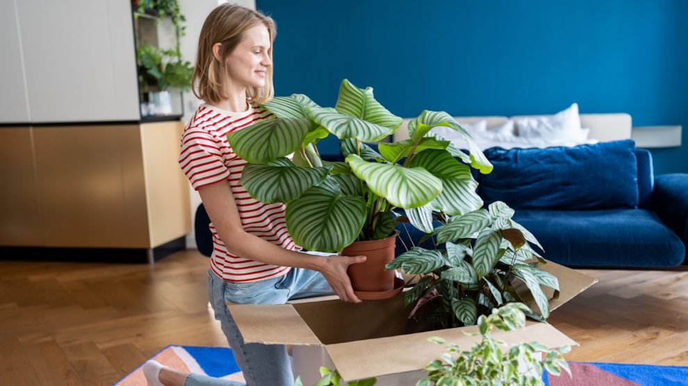 fiatal nő szobanövényeket tesz a helyére