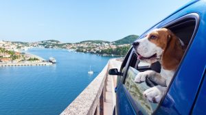 Egy kutya utazik az autóban