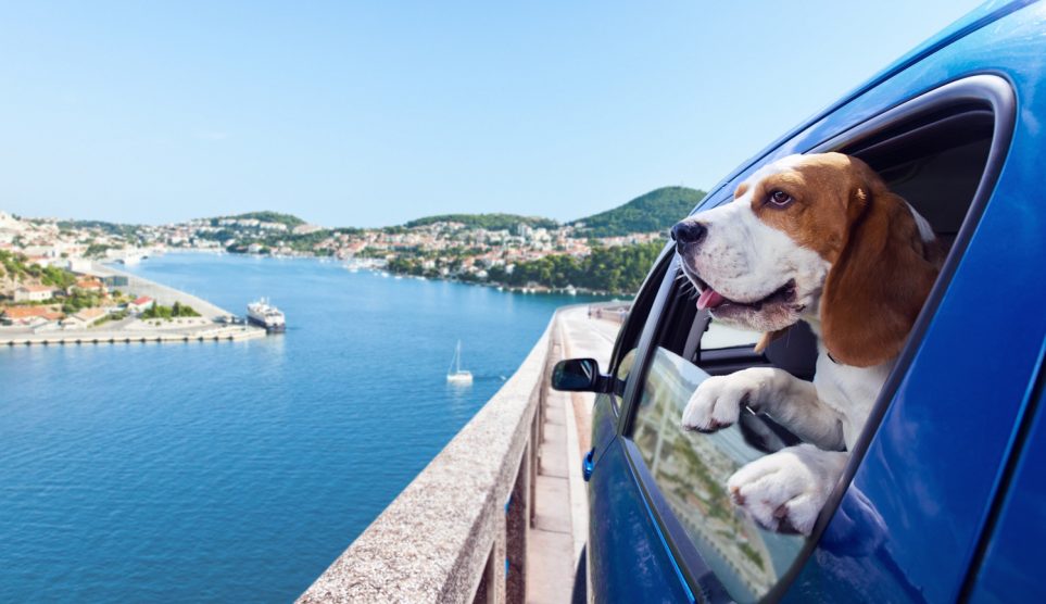 Egy kutya utazik az autóban