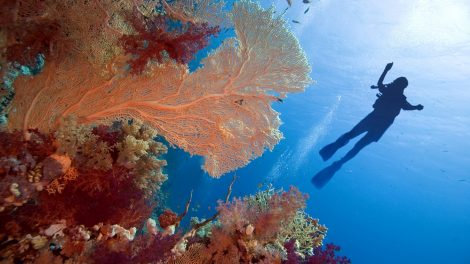 vörös tengeri búvárkodás