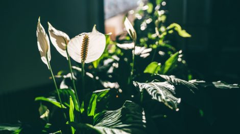 vitorlavirág télen fonnyad a levele