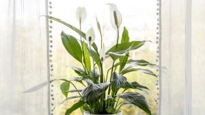 vitorlavirág az ablakban