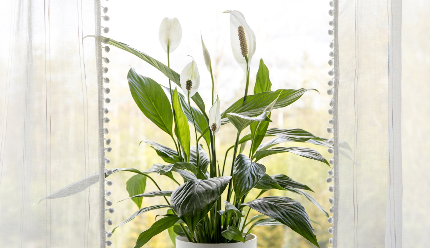 vitorlavirág az ablakban