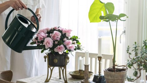 rózsaszín azáleát locsol egy nő