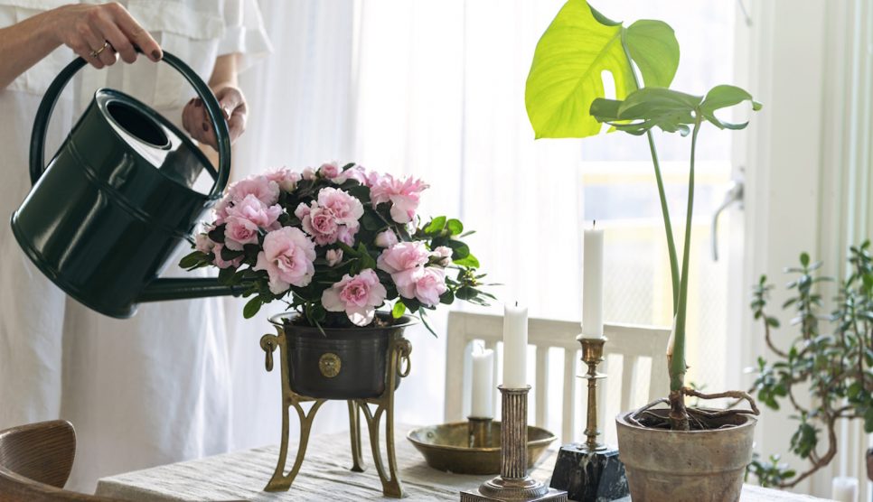 rózsaszín azáleát locsol egy nő