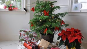 Araucaria karácsonyfának