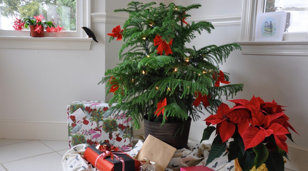 Araucaria karácsonyfának