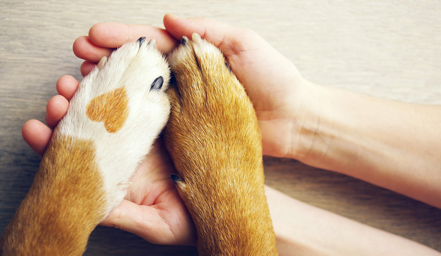 Kutya mancsait fogó kezek