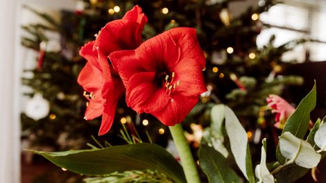 amarillisz karácsonyi dekoráció