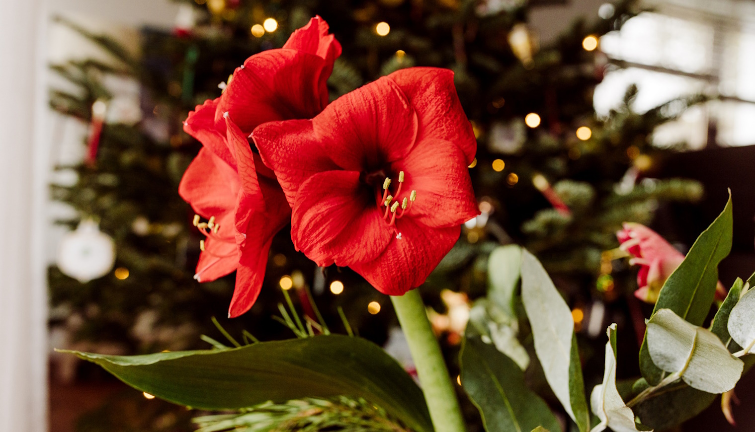 amarillisz karácsonyi dekoráció