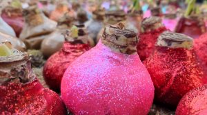 viaszba zárt amarillisz virághagyma karácsonyi dekoráció