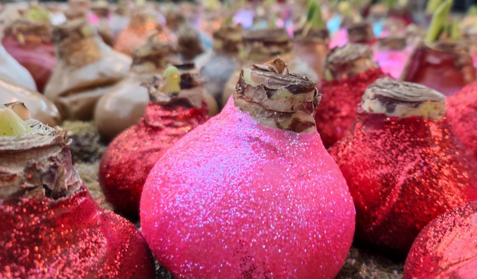 viaszba zárt amarillisz virághagyma karácsonyi dekoráció