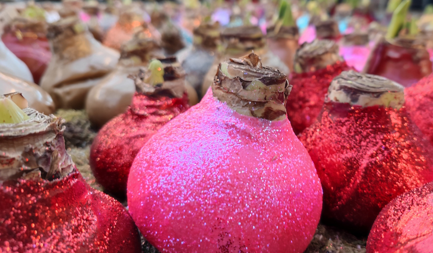 viaszba zárt amarillisz virághagyma karácsonyi dekoráció