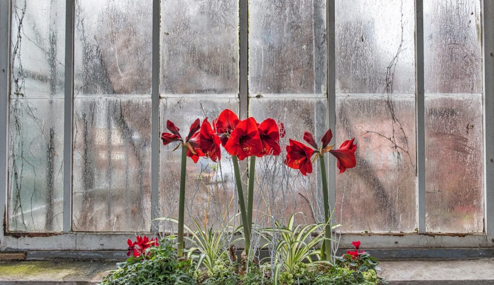 piros amarilliszek az ablakban