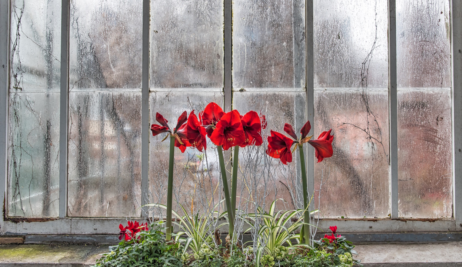piros amarilliszek az ablakban
