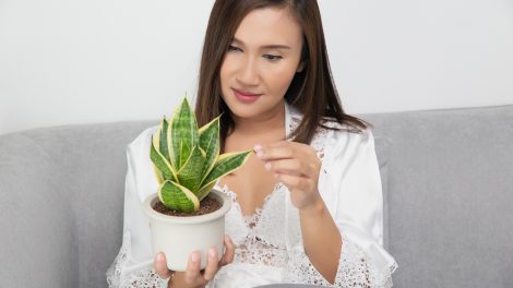 Egy nő csodálja az anyósnyelv növényét