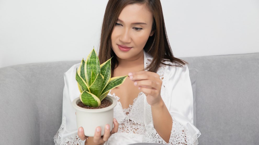 Egy nő csodálja az anyósnyelv növényét