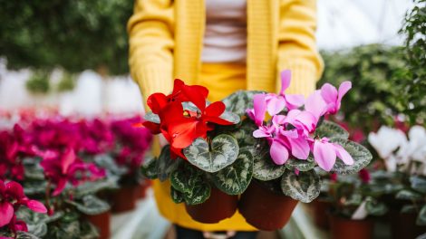 Ciklámen szobanövény