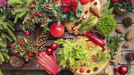 karácsonyi dekoráció tippek ciklámennel