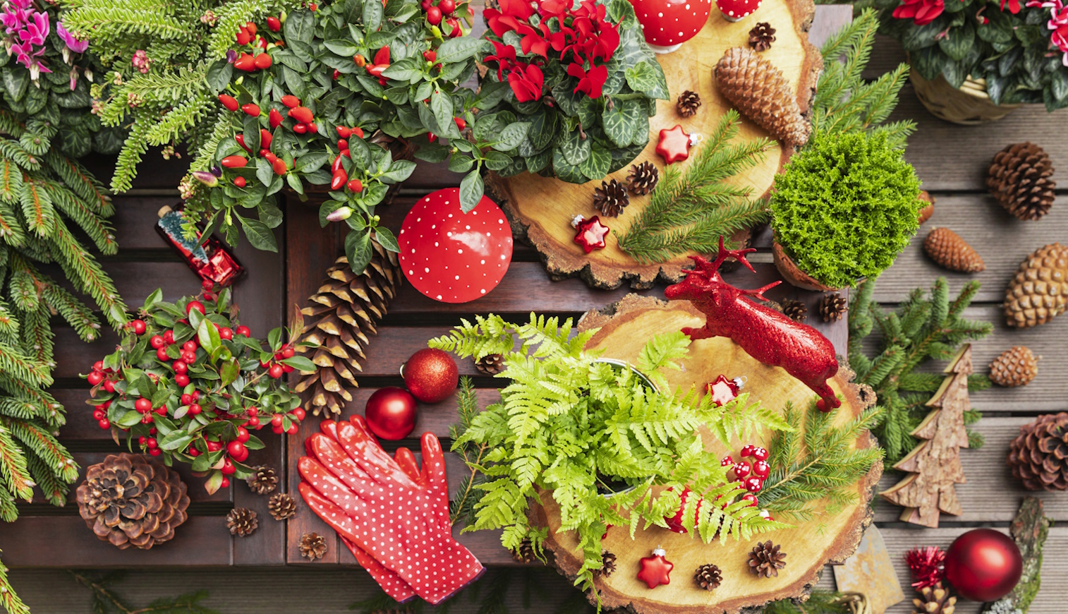 karácsonyi dekoráció tippek ciklámennel