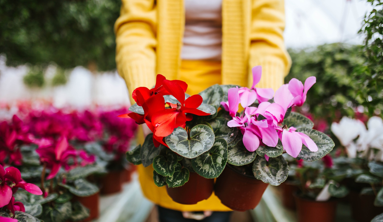 Ciklámen szobanövény