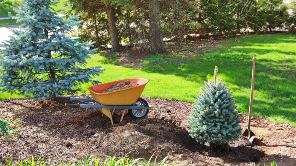 cserepes karácsonyfa fenyő kiültetése tavasszal