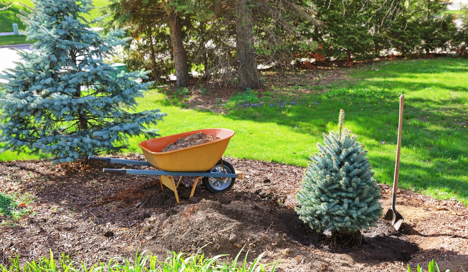 cserepes karácsonyfa fenyő kiültetése tavasszal