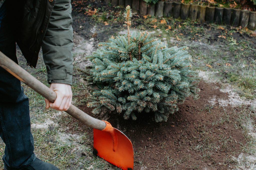 cserepes karácsonyfa fenyő kiültetése tavasszal