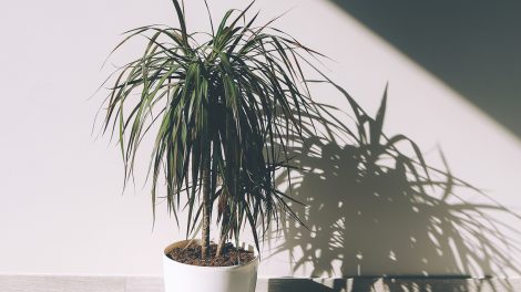 gyönyörű egészésges sárkányfa (dracéna) fehér kaspóban